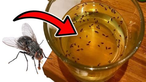 How to Get Rid of Langaw or Houseflies .